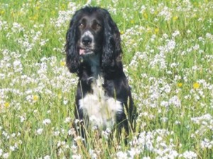 Ich heie Melissa (griech.: Biene) und geniee den Frhling in der schnen Oberpfalz