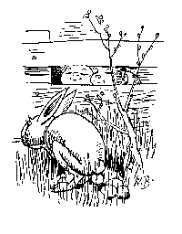 Osterhase von Wilhelm Busch