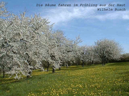 Kirschblte in Franken